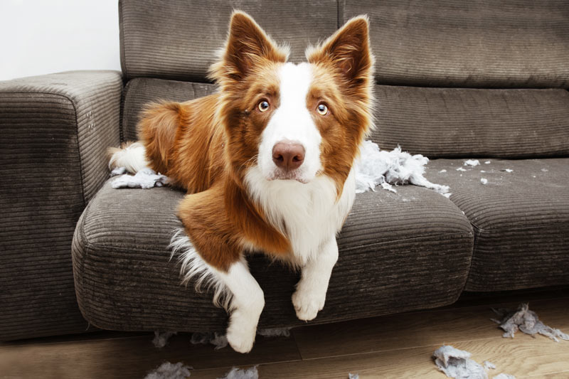 Como evitar que seus animais de estimação destruam seus móveis