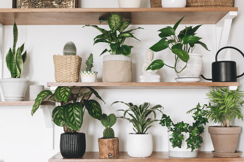 Plantas em apartamentos pequenos